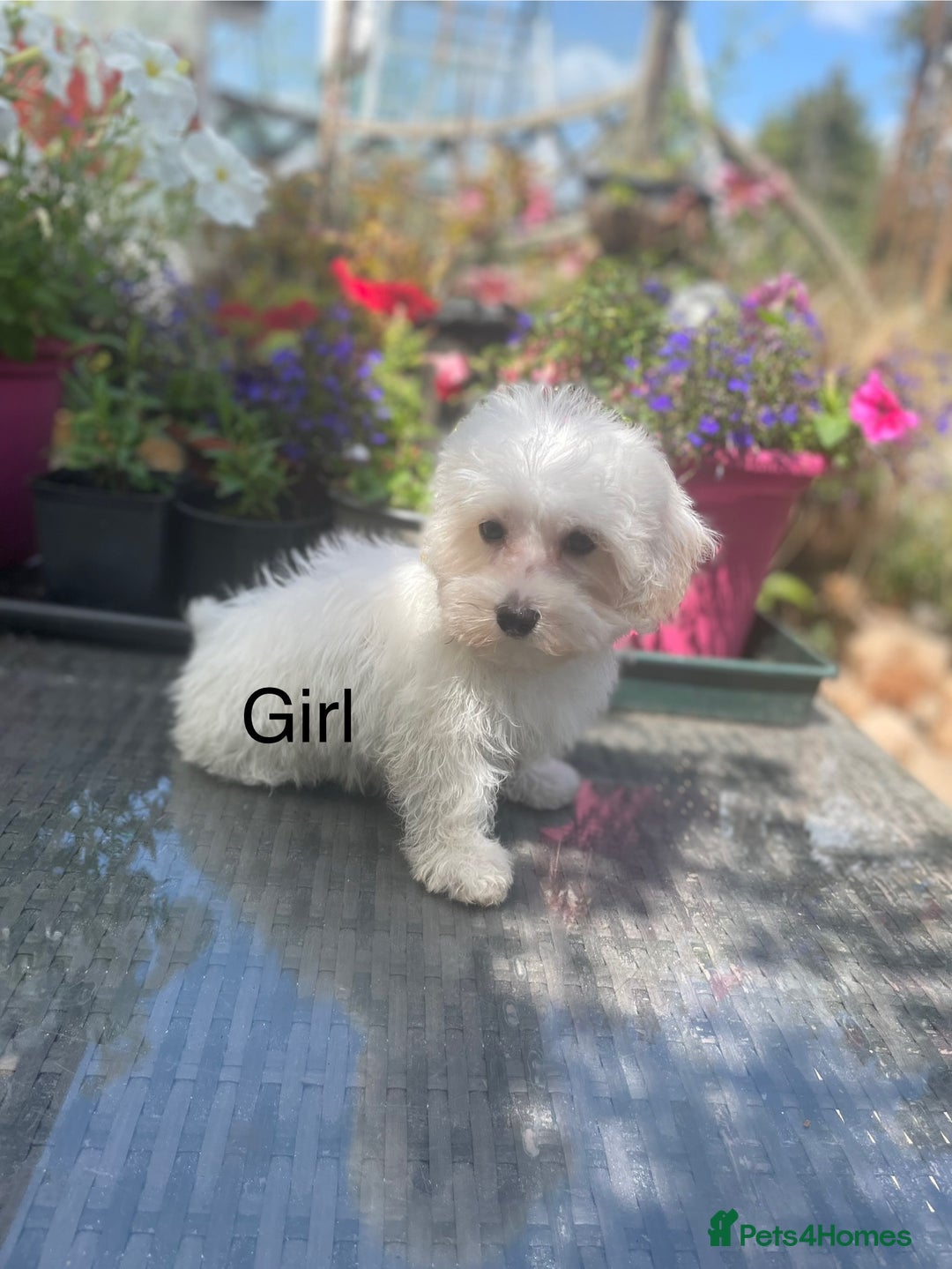 Maltipoo dogs for sale: RESERVED  Absolutely Stunning  Maltipoo GIRL - Image 2