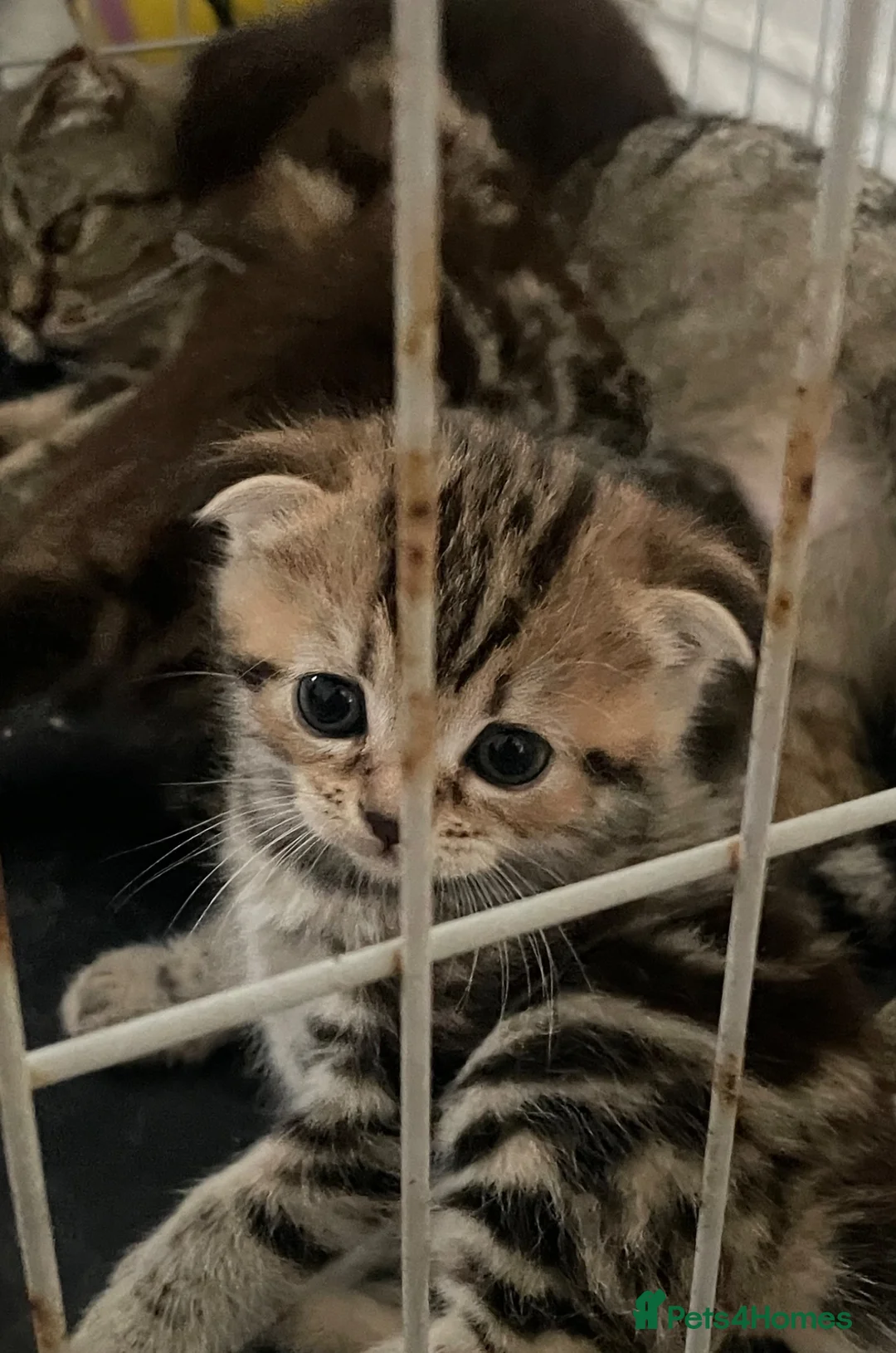 British Shorthair cats for sale: Kittens  in Cambridge - Advert 2