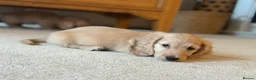 Miniature Dachshund dogs for sale: Beautiful Cream Mini Long Haired Dachshund Pups 🐾 - Advert 12