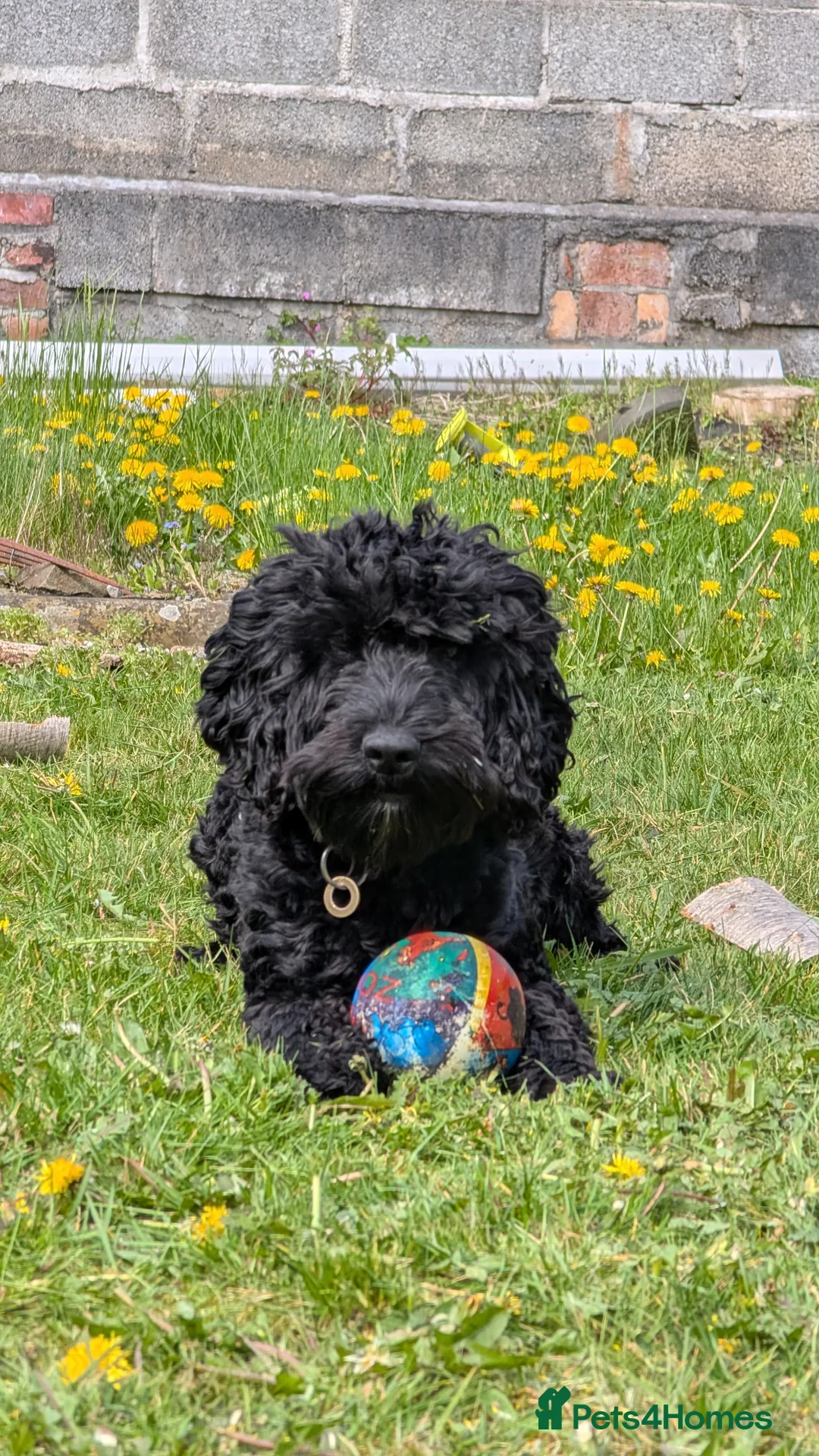 Cockapoo dogs for stud: Loving well natured Cockapoo called Larry. in Tenby - Advert 1