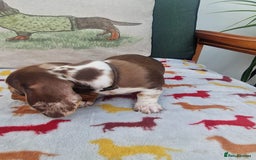 Miniature Dachshund dogs for sale: 🐾 Miniature Dachshund Puppies for Sale 🐾 - Image 38