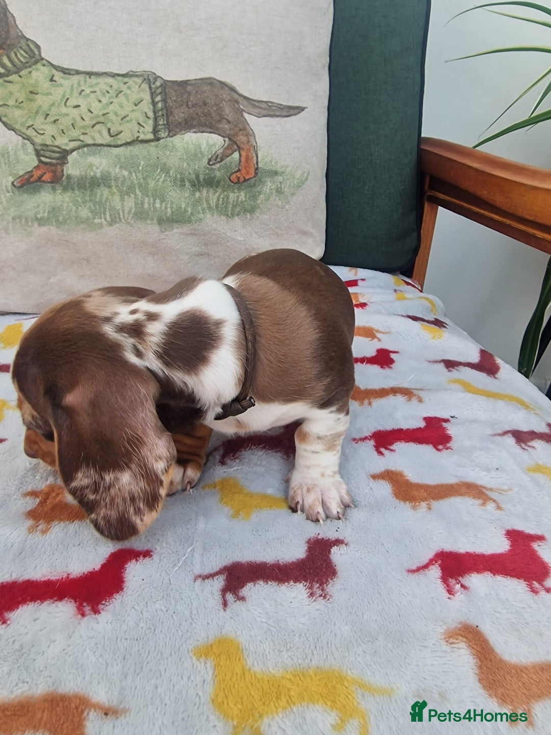 Miniature Dachshund dogs for sale: 🐾 Miniature Dachshund Puppies for Sale 🐾 - Image 38