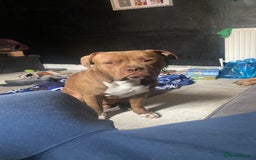 Mixed Breed dogs for sale: 2 year old male dog - Image 1