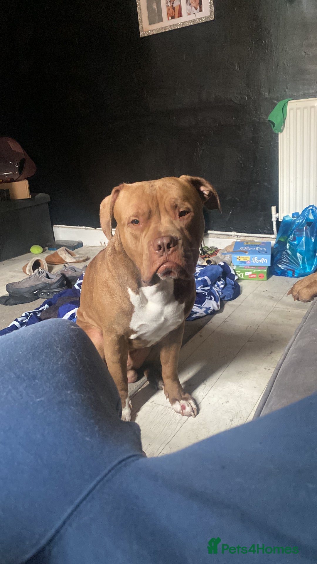 Mixed Breed dogs for sale: 2 year old male dog - Image 1