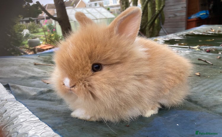 Lionhead rabbits 9 lionhead babies - Advert 4