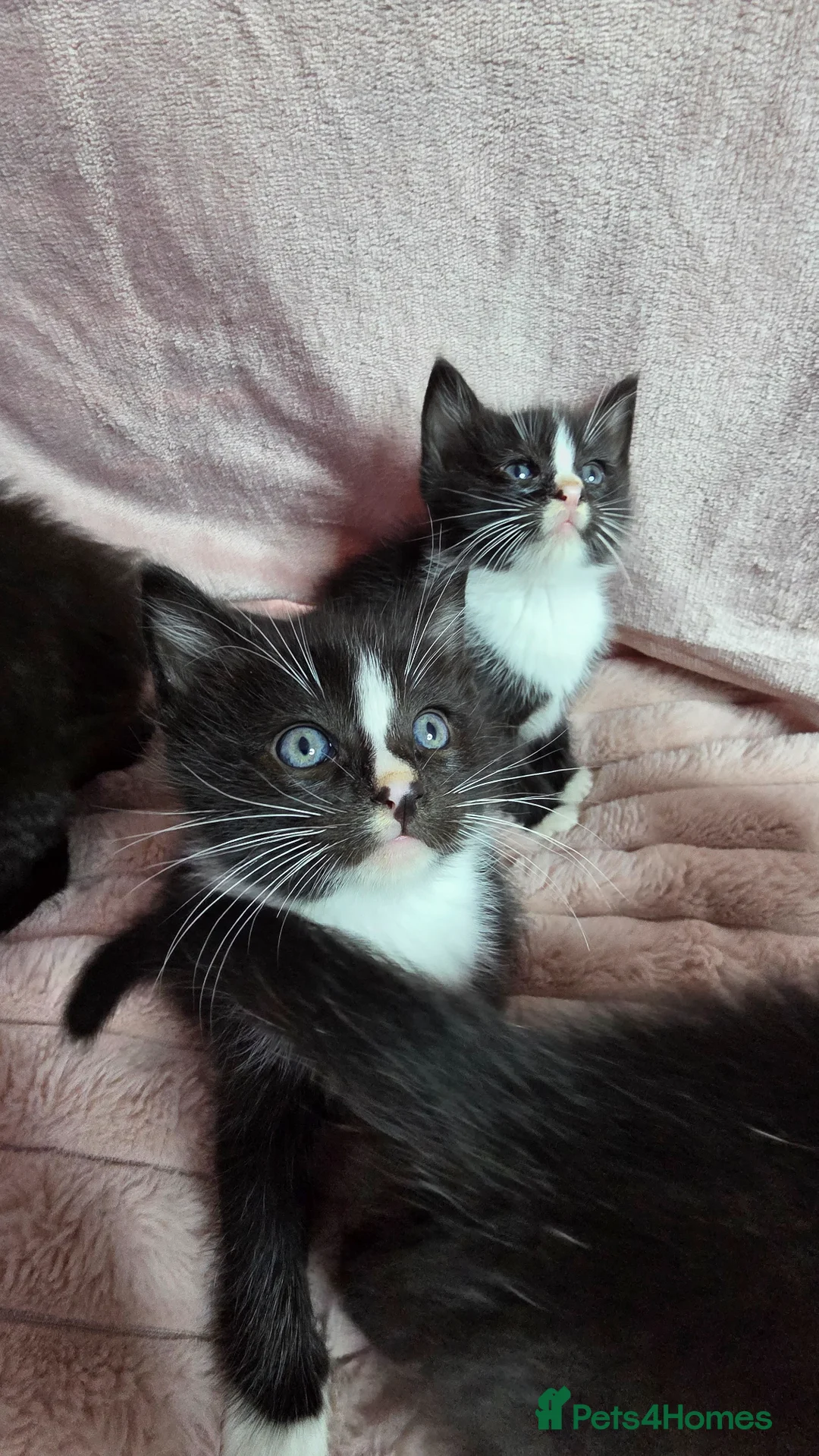 Mixed Breed cats for sale: Ragdoll cross kittens - Advert 2