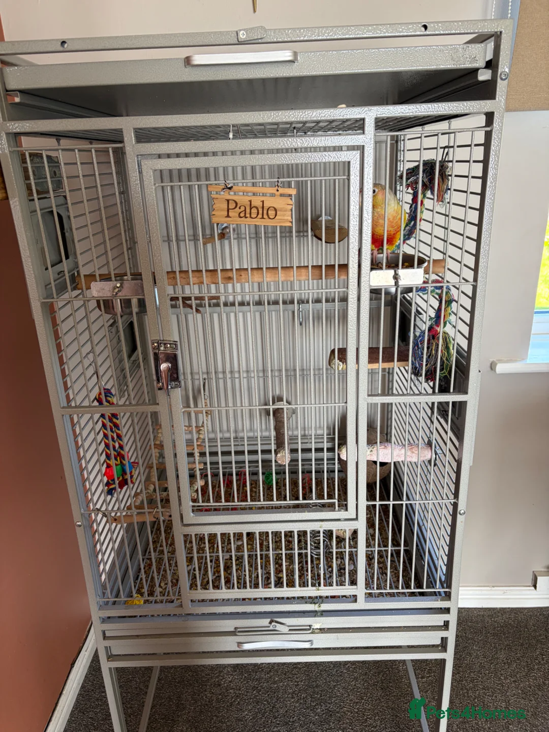 Conures birds for sale: Conure  - Advert 6