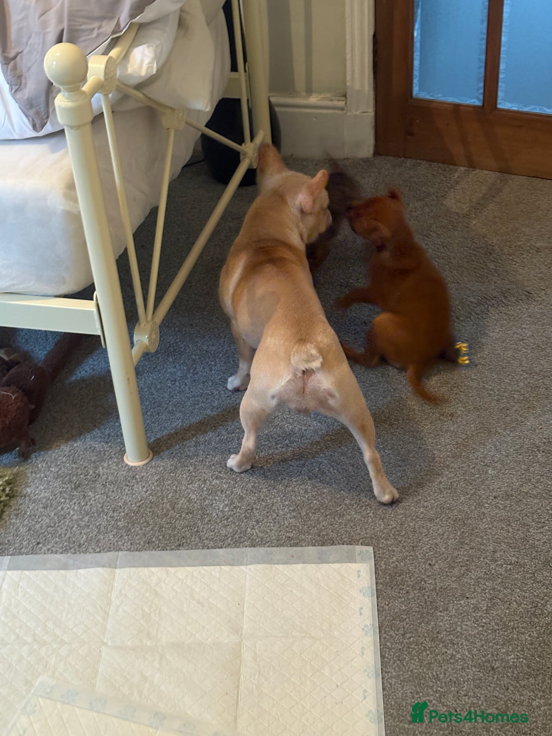 Mixed Breed dogs for sale: French Pinscher Pups - Advert 2