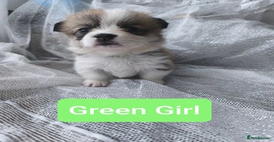 Welsh Corgi Pembroke dogs - Advert 14