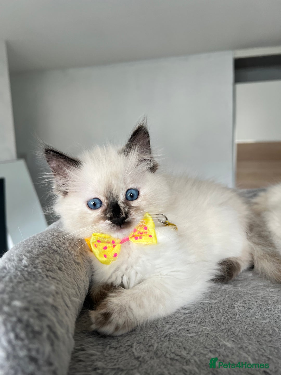 Ragdoll cats for sale: Registered Ragdoll kittens LAST GIRL HCM/PKD clear - Image 22