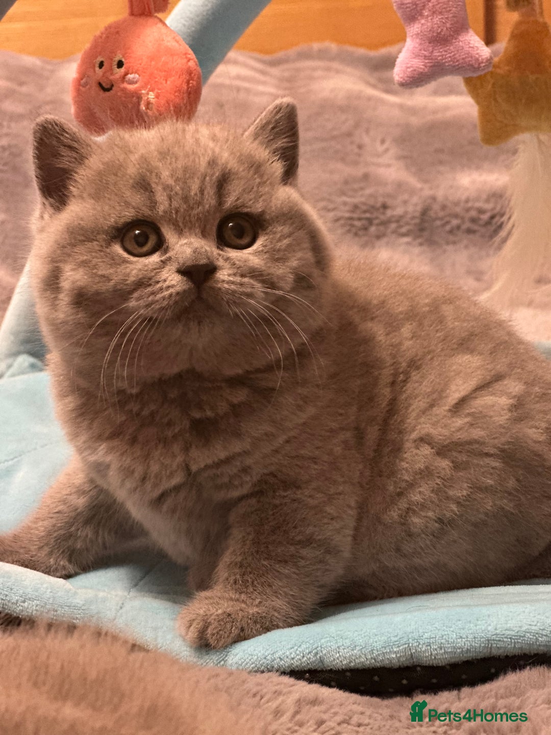 British Shorthair cats for sale: GCCF registered kitten  - Advert 6