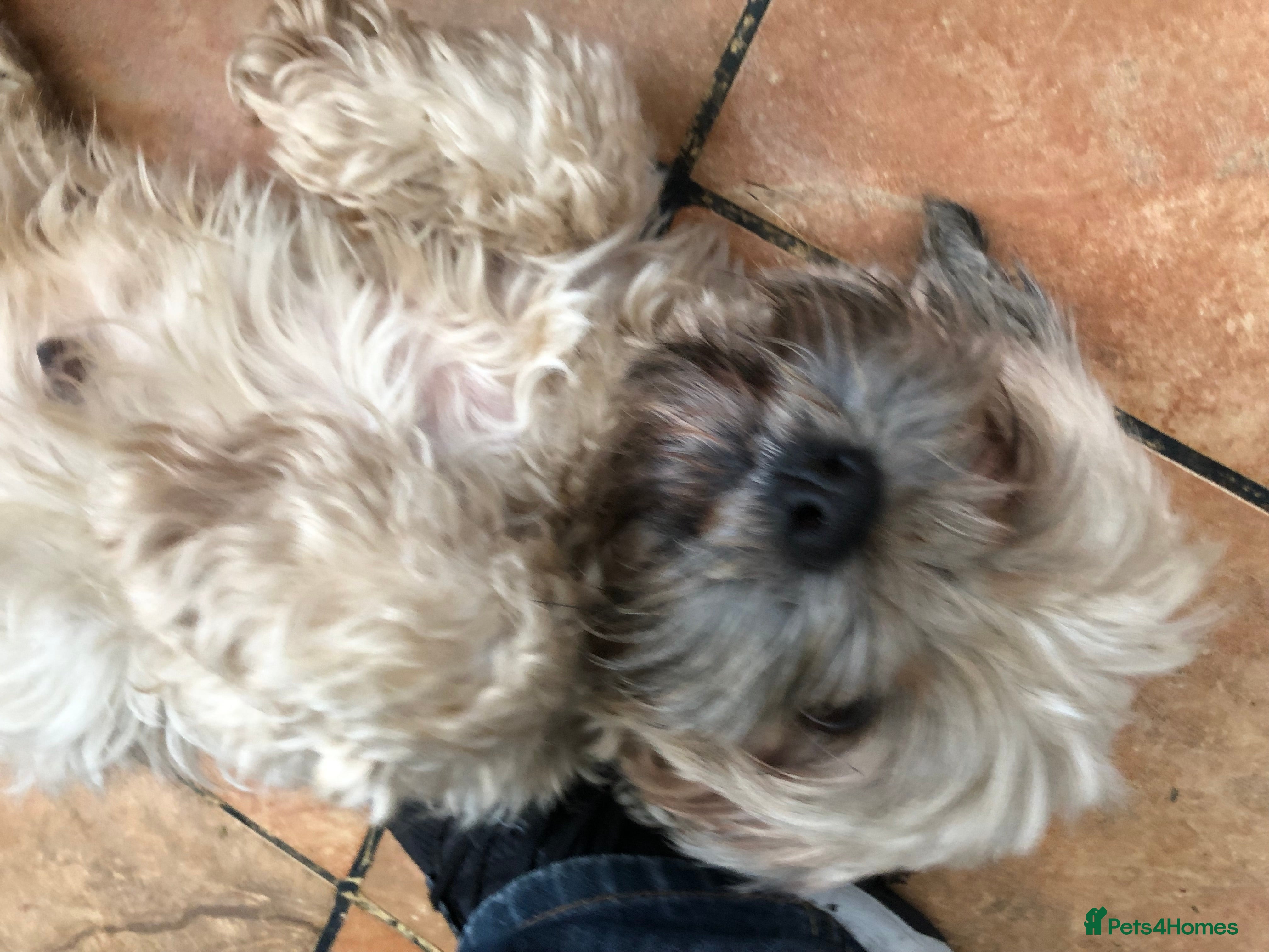 Lhasa Apso dogs Lhasa Apso puppies  - Advert 3