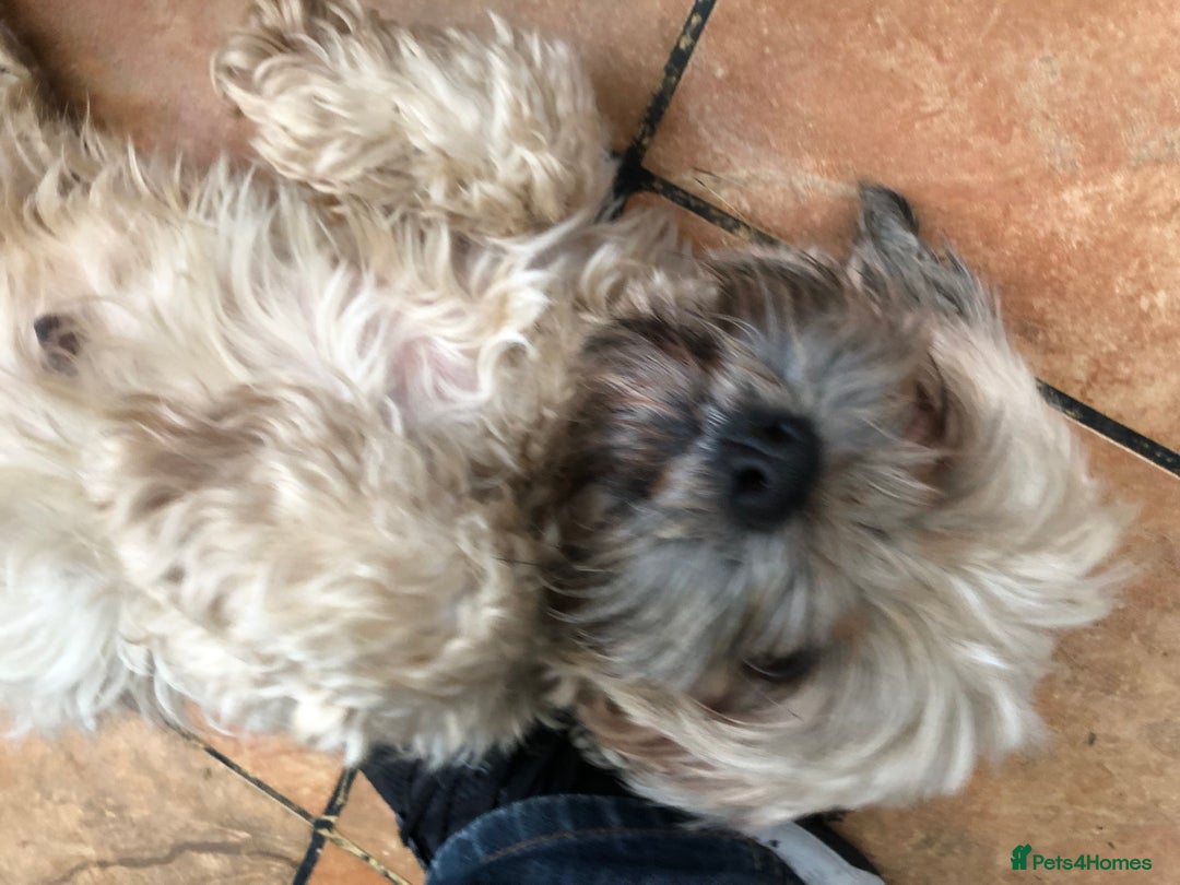 Lhasa Apso dogs for sale: Lhasa Apso puppies  - Advert 1