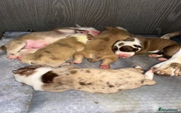 Olde English Bulldogge dogs for sale: CARTEL BLOODLINE OLDE ENGLISH PUPPIES!!  - Image 20