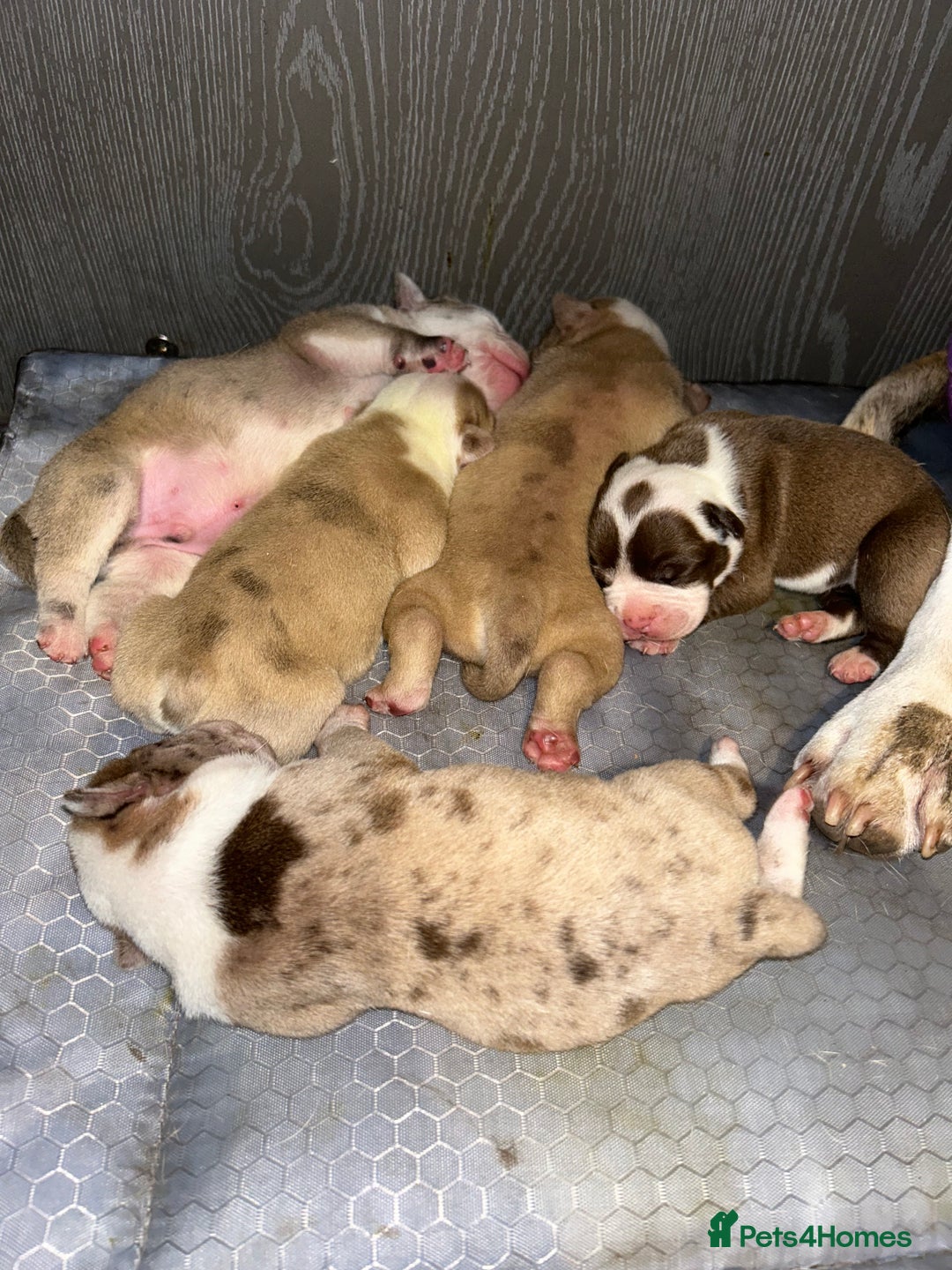 Olde English Bulldogge dogs for sale: CARTEL BLOODLINE OLDE ENGLISH PUPPIES!!  - Image 20
