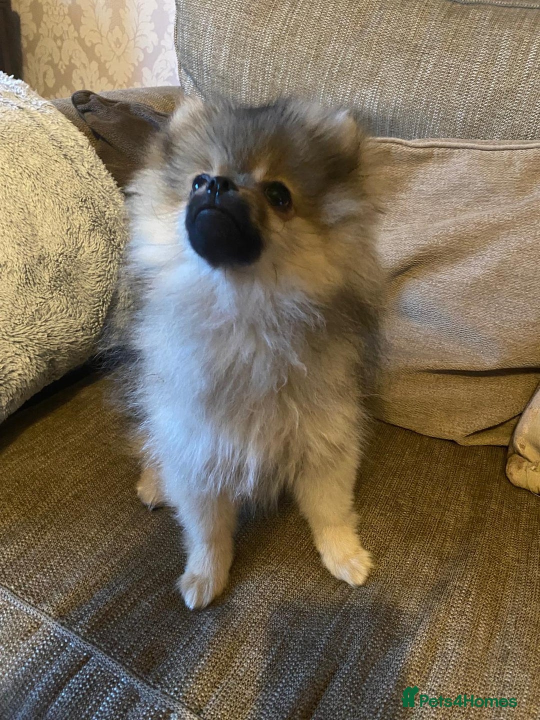 Pomeranian dogs for sale: KC Registered Russian Blood Line Pomeranian pups in Tipton - Image 27