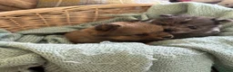 Mixed Breed dogs for sale: Micro chow chows, Mini teddy bears!! - Advert 14
