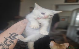 Sphynx cats for sale: Sphynx naked and coated  - Image 32