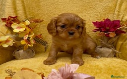 Cavalier King Charles Spaniel dogs for sale: 🐾Beautiful cavalier king Charles🐾  - Image 5