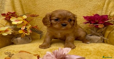 Cavalier King Charles Spaniel dogs - Advert 14