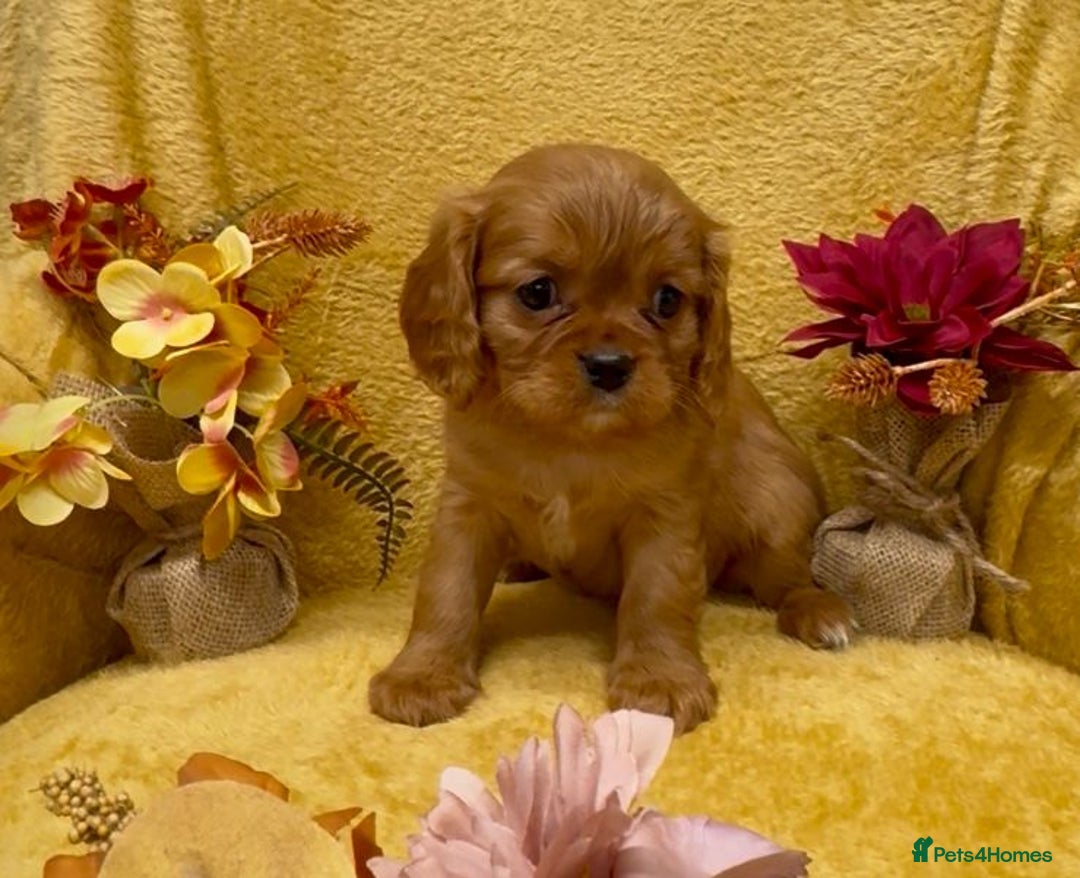 Cavalier King Charles Spaniel dogs for sale: 🐾Beautiful cavalier king Charles🐾  - Image 5