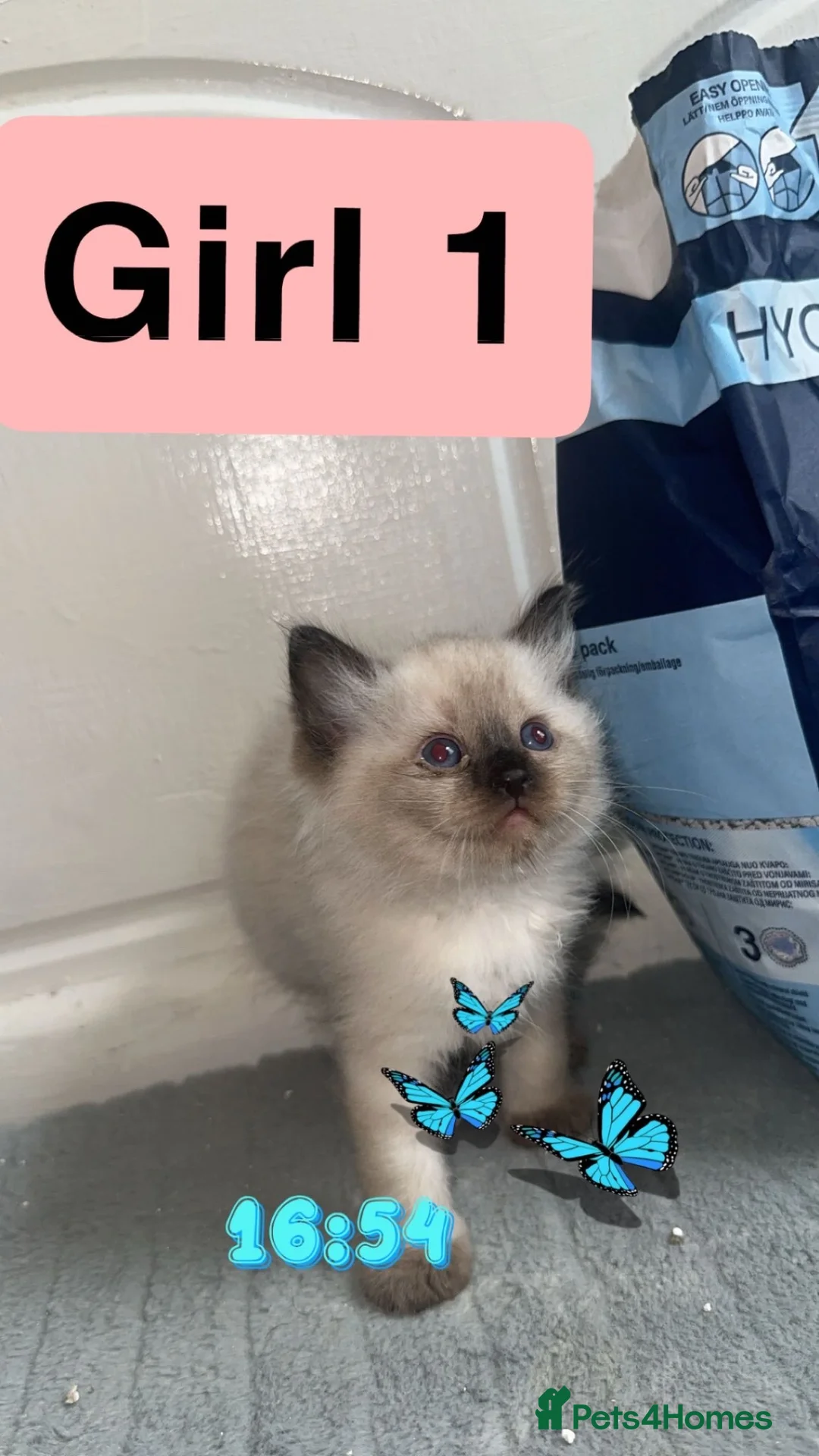 Ragdoll cats for sale: 4 ragdoll kittens for sale  - Advert 1