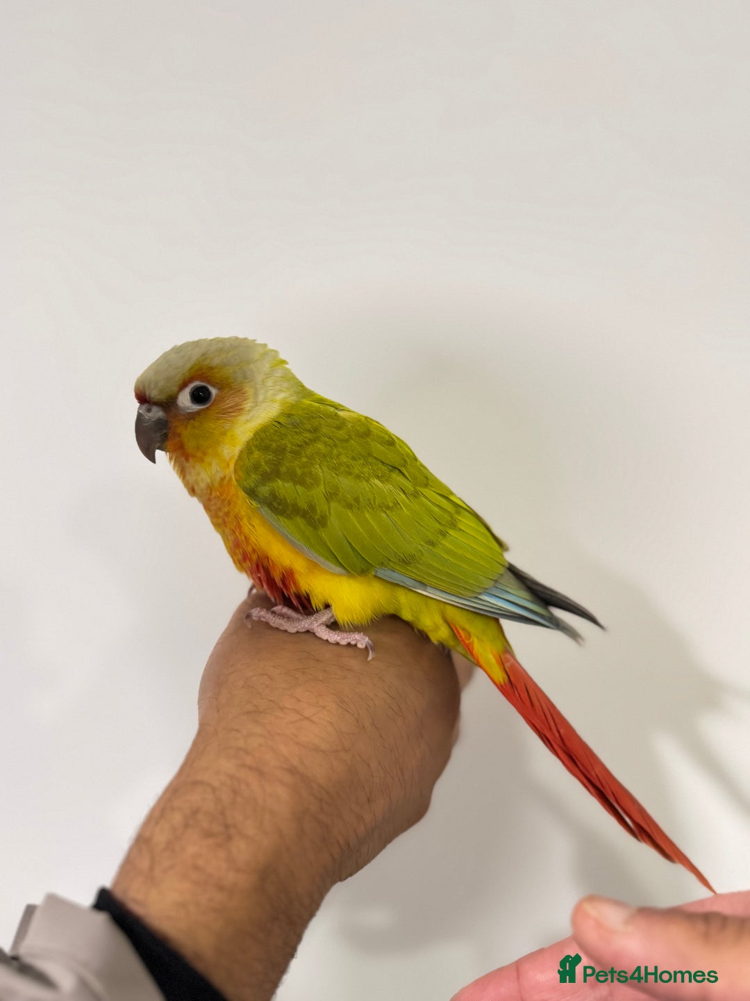 Budgerigars birds for sale: Two Baby handreared super tame conures  EACH - Image 9