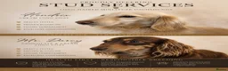 Miniature Dachshund dogs for stud: 2 miniature long coated working boys - Advert 1