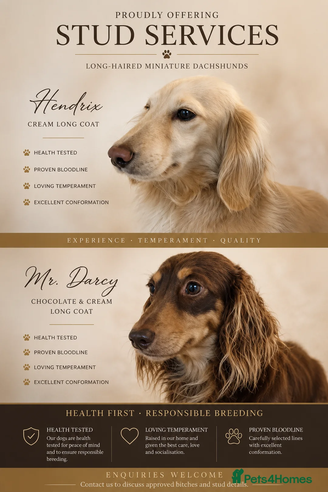Miniature Dachshund dogs for stud: 2 miniature long coated working boys - Advert 1