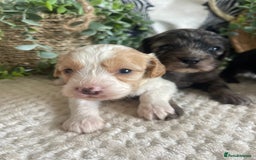 Cavapoo dogs for sale: STUNNING DNA TESTED CAVAPOOS - Image 7