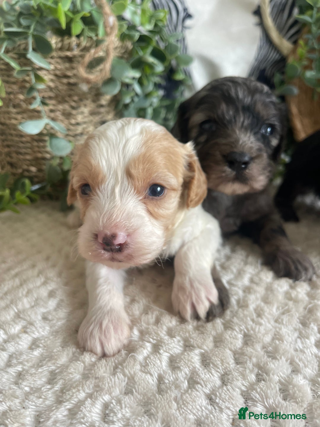 Cavapoo dogs for sale: STUNNING DNA TESTED CAVAPOOS - Image 7