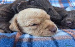Cockerdor dogs for sale: F1 cockerdor puppies , cocker x labrador  - Image 7