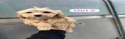 Cavapoo dogs for sale: Cavapoo  - Advert 7