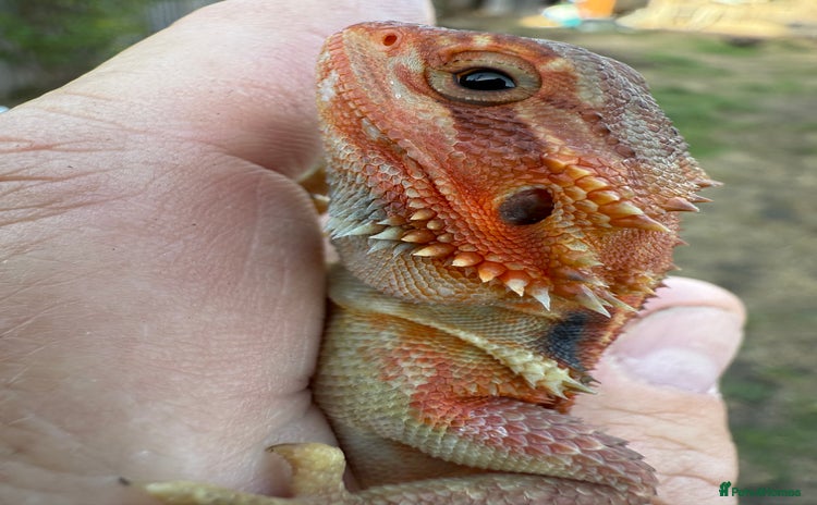 Bearded Dragon reptiles - Advert 2