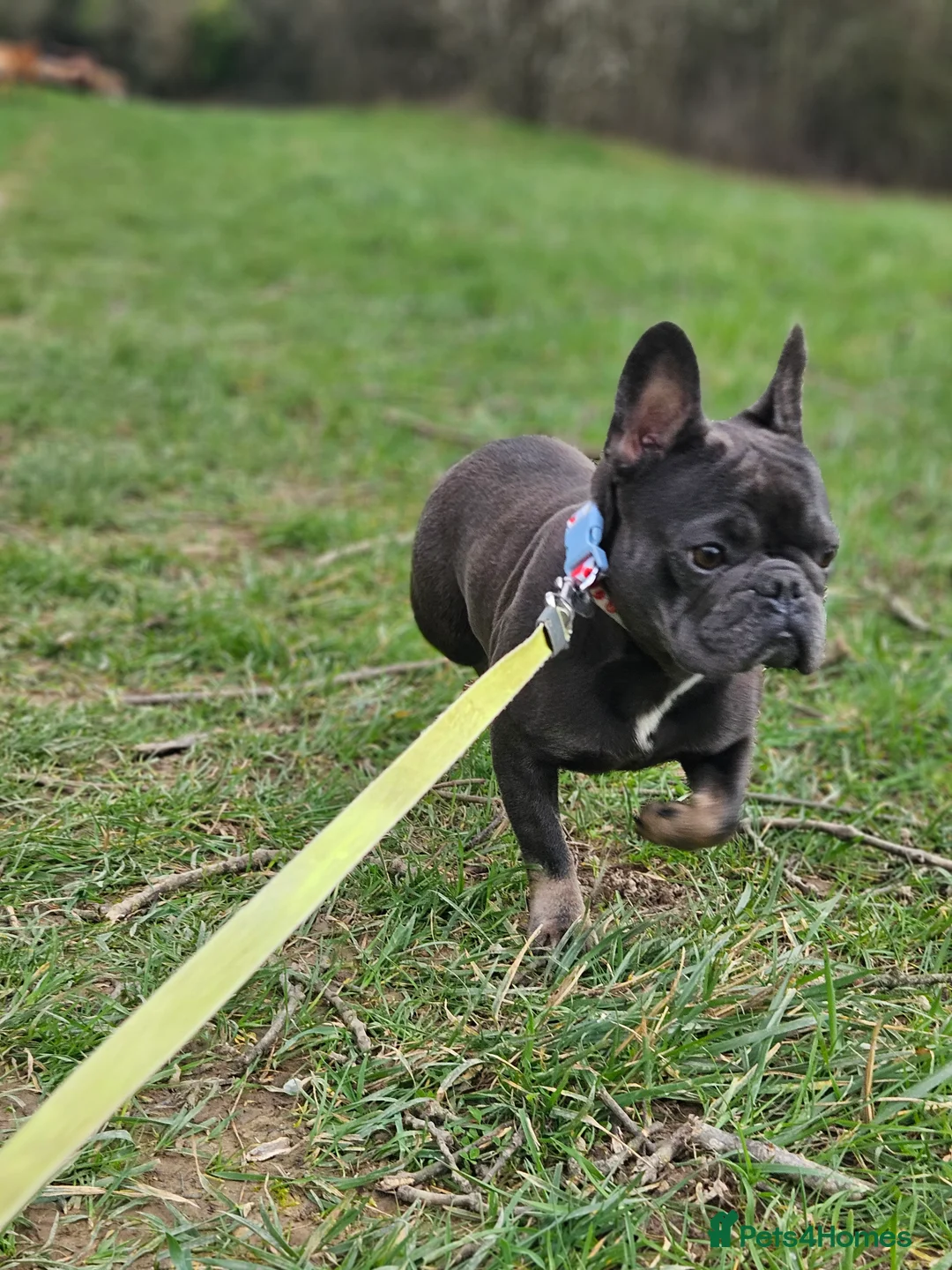 French Bulldog dogs for sale: Little frenchie female  - Advert 6