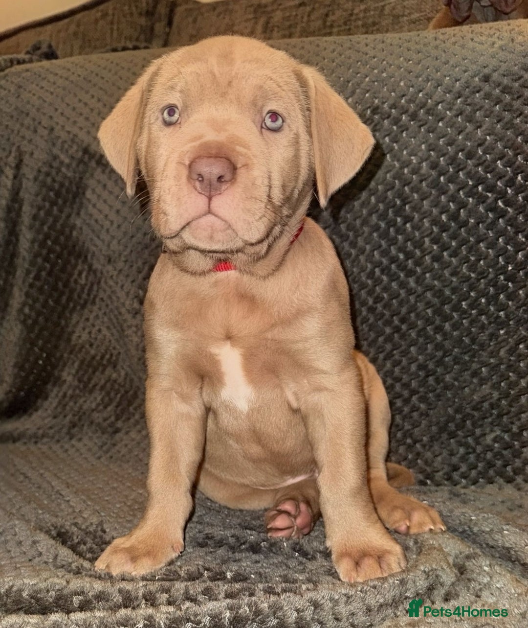 Mastiff dogs for sale: Neapolitan x Cane Corso Mix - Advert 32