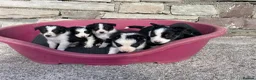 Border Collie dogs for sale: 6 Adorable Border Collie Puppies  in Brecon - Advert 14