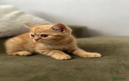 British Shorthair cats for sale: Chocolate and Red British Shorthair and Longhair - Image 13