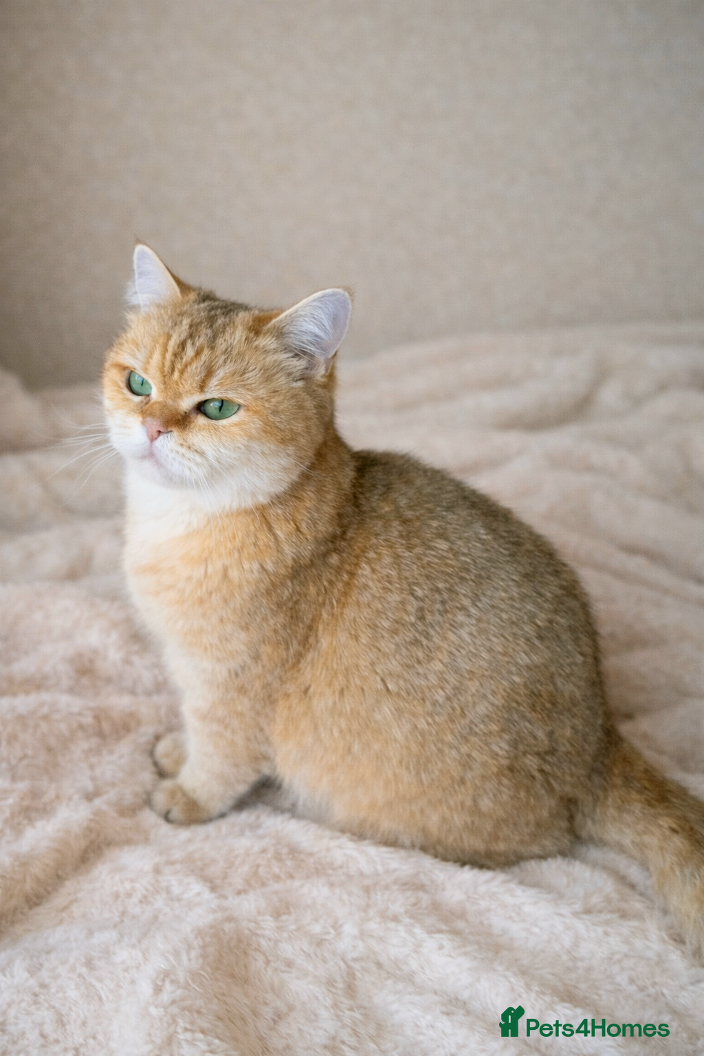 British Shorthair cats ✨  Gorgeous Retired Queen  ✨ - Advert 13