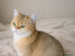 British Shorthair cats ✨ Gorgeous Retired Queen ✨ - Advert 13