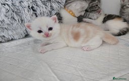 Perdoll cats for sale: Persian x ragdoll - Image 1
