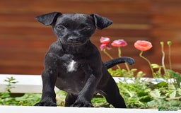 Patterdale Terrier dogs for sale: 5 ⭐️ LICENSED & REGISTERED🛑READY TO LEAVE NOW🛑 in Wisbech - Image 1