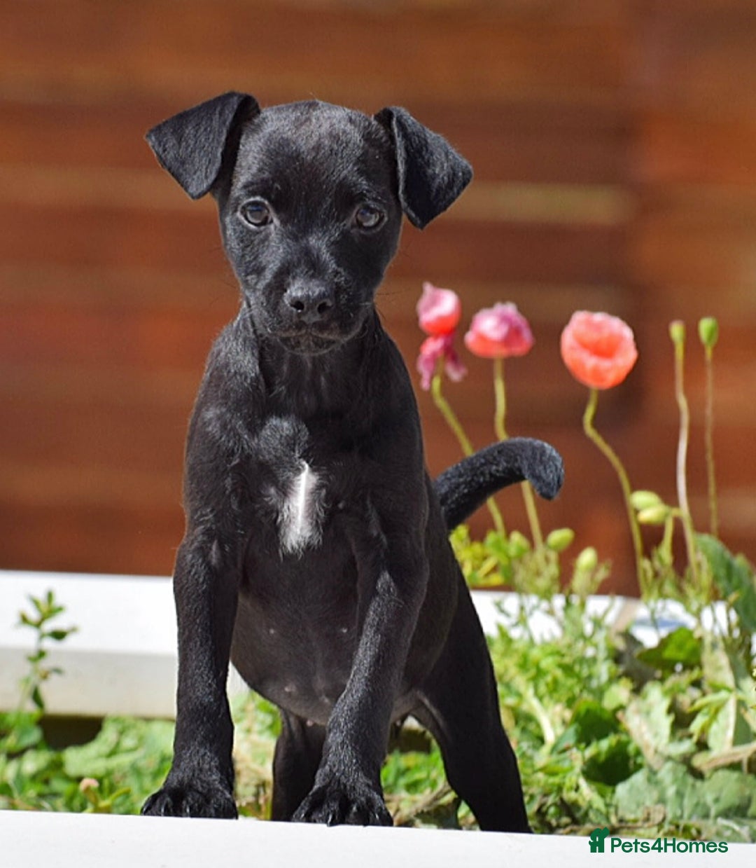 Patterdale Terrier dogs for sale: 5 ⭐️ LICENSED & REGISTERED🛑READY TO LEAVE NOW🛑 in Wisbech - Image 1