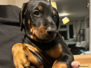 Dobermann dogs Last Beautiful Girl European KC reg Doberman Pup - Advert 2