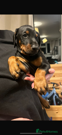 Dobermann dogs Last Beautiful Girl European KC reg Doberman Pup - Advert 2
