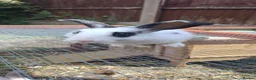 Mixed Breed rabbits for sale: 3x10 week old boys in Nottingham - Advert 6