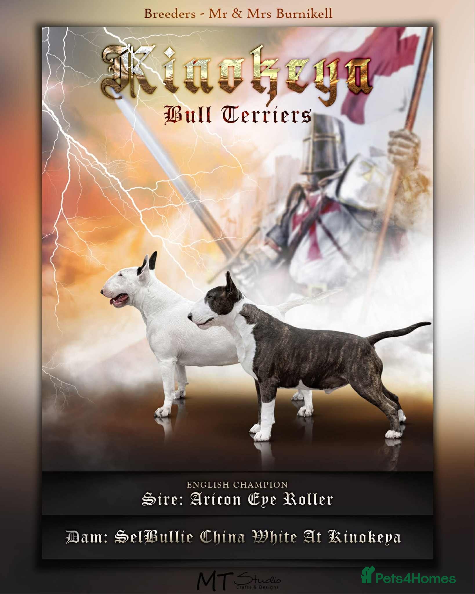 English Bull Terrier dogs English bull terrier puppies  - Advert 10