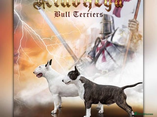 English Bull Terrier dogs - Advert 24