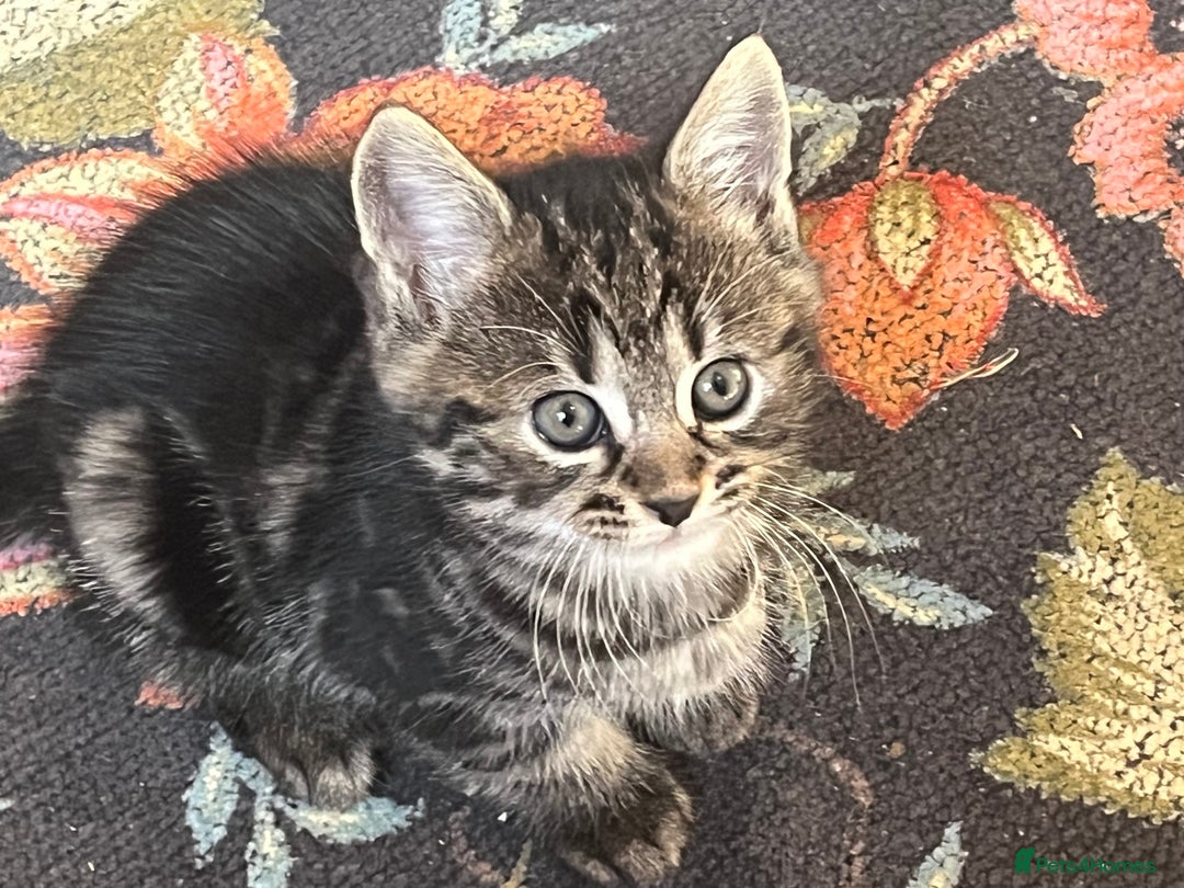 British Shorthair cats for sale: Three full tabby kittens and one black kitten - Image 6