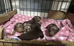 Miniature Dachshund dogs for sale: Miniature Dachshund puppies for sale  - Image 5